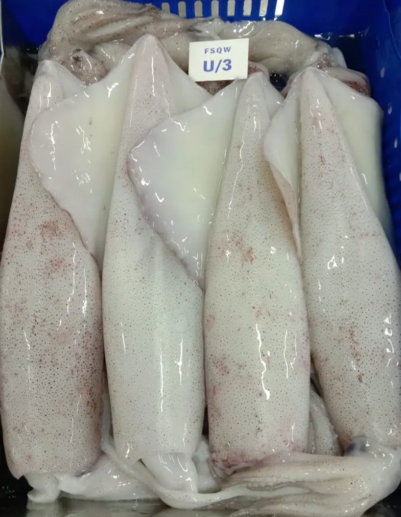 SQUID WHOLE frozen seafood from India with long experience supplying worldwide